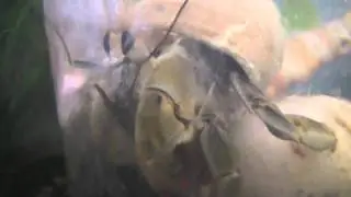 Land Hermit Crab Swimming