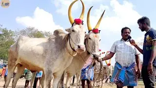 வண்டி மாட்டு சந்தை, காளை மாடு சந்தை | மடப்பட்டு மாட்டு சந்தை | Indian country bull market