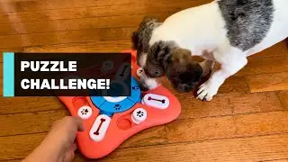 Bored Dachshund? This Dog Puzzle Toy Turned Mealtime Into a Game! 🐾