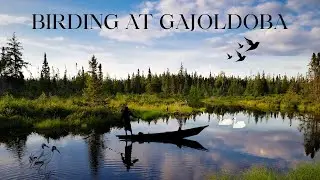 AN UNFORGETTABLE EXPERIENCE OF BIRDING AT GAJOLDOBA, WEST BENGAL.