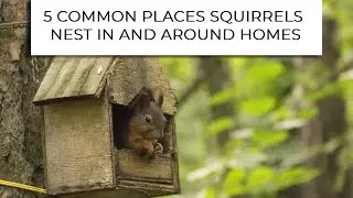 5 Common Places Squirrels Nest in and Around Homes
