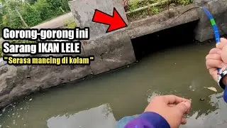 IT FEEL LIKE FISHING IN A POND ‼️ FINDING A ROADSIDE CULTURE THAT HAS BECOME A NEST FOR CATFISH