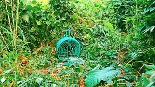 BIRD TRAP RUAK RUAK , MODERN TRAP SUARA PIKAT BURUNG RUAK RUAK ANDALAN JERNIH//BIRDTRAP