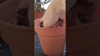 Ma Ctenanthe Amagris n'aime pas le Lechuza Pon donc je la rempote