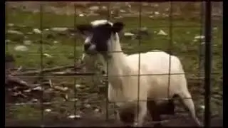 Continuous Screaming Goat for 1 hour(so relaxing)
