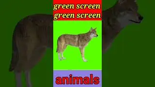 Fox green screen video#animals #fox