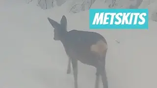 Metskits, Capreolus capreolus, Roe deer - Eesti imetajad