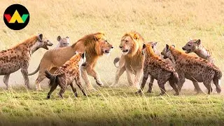 Lion Documentary | Symbol of Power in the Steppe | Wild animal