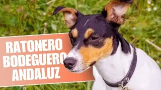 Interesting facts about Ratonero Bodeguero Andaluz