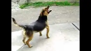Dog sneezing (13x)