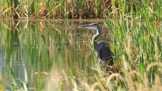 Great Blue Heron Takes Flight