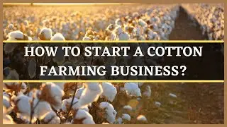 COTTON FARMING BUSINESS: HOW TO START A COTTON FARM | COTTON CULTIVATION | COTTON PLANTATION