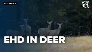 Michigan DNR links EHD outbreak in deer to warmer weather patterns
