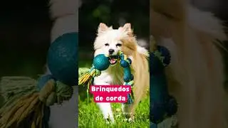 Como cuidar dos dentes do seu pet