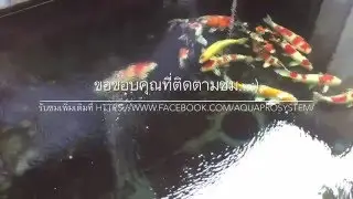 Koi pond overflow by aqua pro system +66-875773836