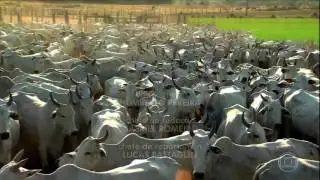 HD Vinheta do globo rural