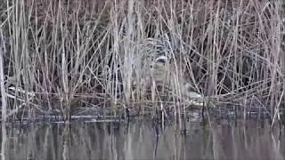 Eurasian Bittern, hunting along a reed margin again