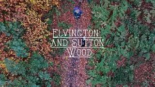 Elvington & Sutton Wood Walk | Quiet Countryside Escape Near Home