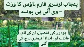 Punjab Nursery Farm house visit vip and imported plants out class quality...plants full Details.....