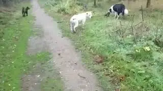 Dog Days of Coventry