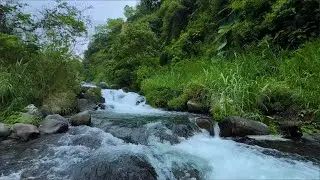 Green Stream Flow and Tranquil Nature Ambience for Deep Sleep, Study, Meditation and Stress Healing