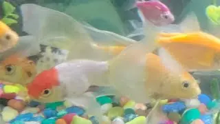 . 🐒🐠🐱 Live Morning Show &ndash; Monkey, Cat & Fish Breakfast | Nature Morning Live | Animal Love ❤️ #live