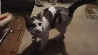 SP00N has found her people