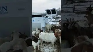 Hanen Automatic Livestock Feeder - Goats love it!