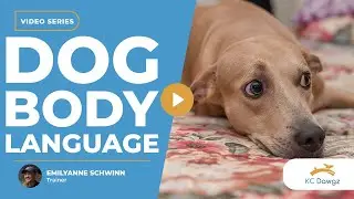 Understanding Dog Body Language: Signs of Stress, Comfort, & More | KC Dawgz