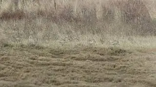 &Chi;&alpha;&mu;&omega;&tau;ί&delta;&epsilon;&sigmaf; (Tetrax tetrax) Little bustard , Greece