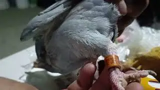 SASAKAY NATIN PARA MAKAUWI SA KANILA #kalapati #racing pigeon #d* brothers probiotics #conditioning 