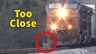 Deer Plays 