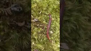 Four-Toed Salamander