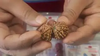 Authentic Gauri Shankar Rudraksha Beads - Government Approved | Shiv Kirpa Rudraksha Kendra