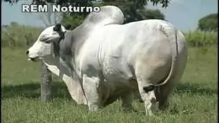 Touro Nelore Rem Noturno (Semex)