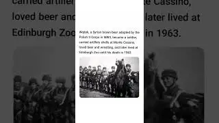 A Syrian brown bear adopted by the Polish II Corps in WWII, became a soldier