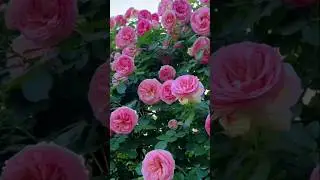 b #beautiful #flower #natural #amazing #full #love 🥰🌺 #pink #status💋&hearts;️ most #blue flower💕