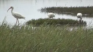 Pinckney National Wildlife Refuge has a mixed colony of water-wading birds. Chapter 1.