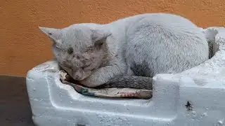 Cat Puring sound