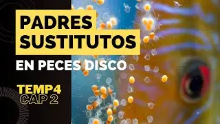&iquest;Podemos usar PADRES SUSTITOS en la cria de peces DISCO?