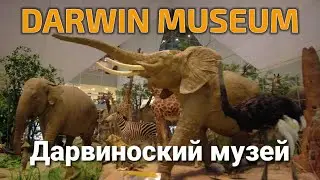 State Darwin Museum. Государственный Дарвиноский музей