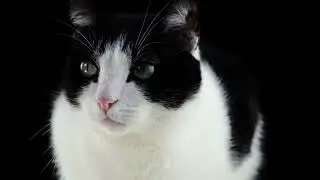Purring cat sound design
