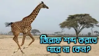 জিরাফ কোনো শব্দ করতে পারে না কেন? Why can't giraffes make any noise? Full Bangla New Video.