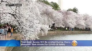 Tidal Basin Access Will Be Limited During Cherry Blossoms' Peak Bloom For COVID-19 Safety
