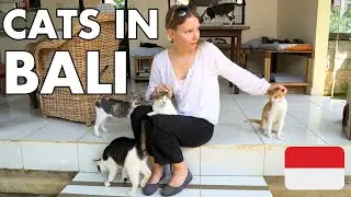 The Problem With Cats In Bali