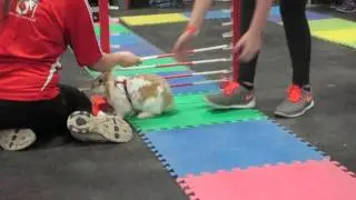 Edmonton Pet Expo High Jump, Sochi 1