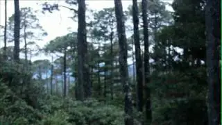 Bosque Mesofilo :)