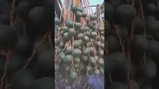 DATES FRUITS #everyone #datesfruit #datestree