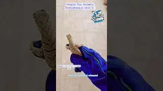 Bengal Monitor lizard rescue and release #bengal #monitorlizard #lizard #youtube