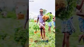 Farmer Village Whatsapp Status Theni|(May 1)|kurvilla official|2k